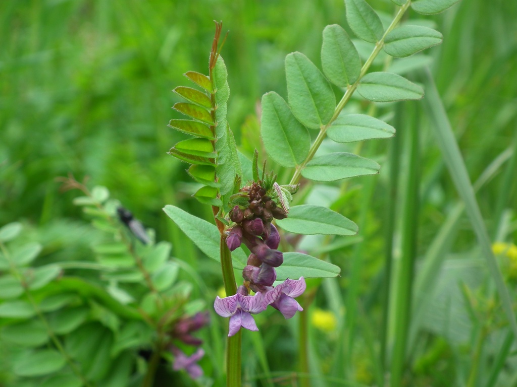 Vicia sepium / Veccia silvana